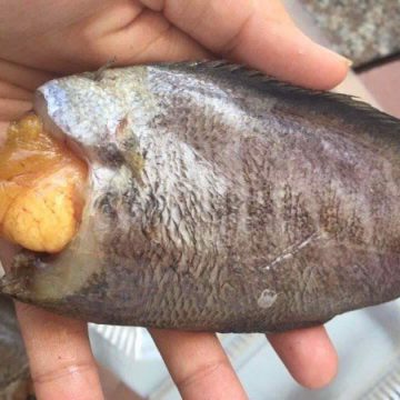 Cá Sặc Trứng 1 Nắng/ 1Kg