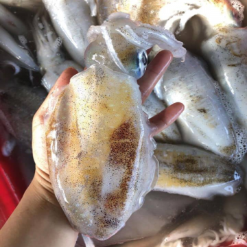 Mực Lá Câu ( Kg)