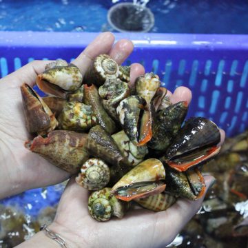 Ốc Nhảy sống (Kg)