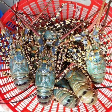 Tôm Hùm Bông Sống (500-700g/con)