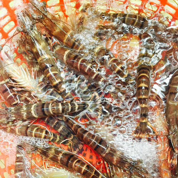 Tôm Sú Sống ( Kg )