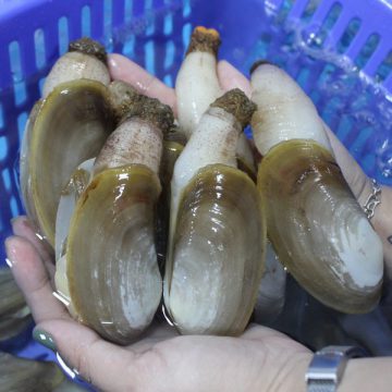 Tu Hài Nhỏ (kg)